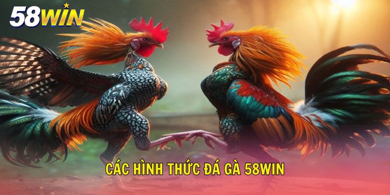 Tổng hợp một số hình thức chọi gà nổi bật