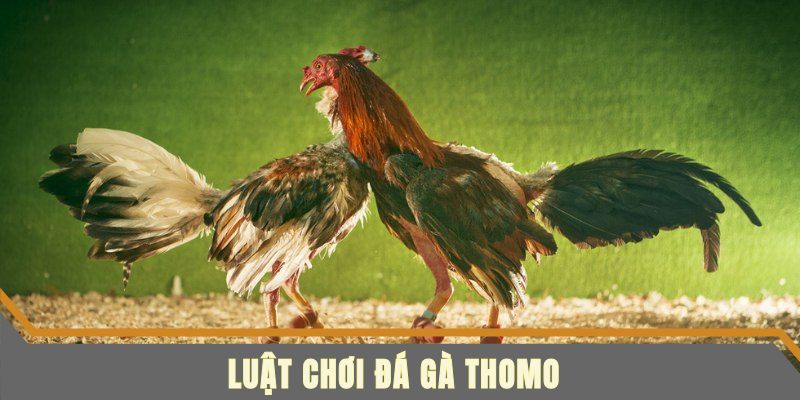 Luật tham gia cược đá gà tại Thomo