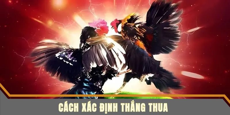 Cách phân định thắng và thua trong trận đá gà