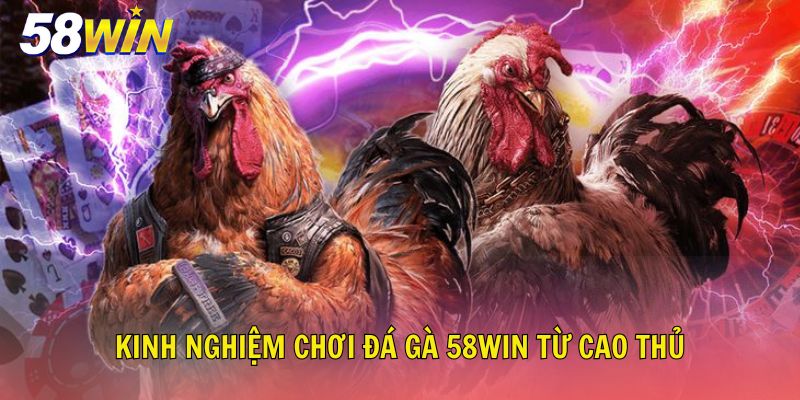 Lưu ý quan trọng để tham gia chơi chọi gà thuận lợi