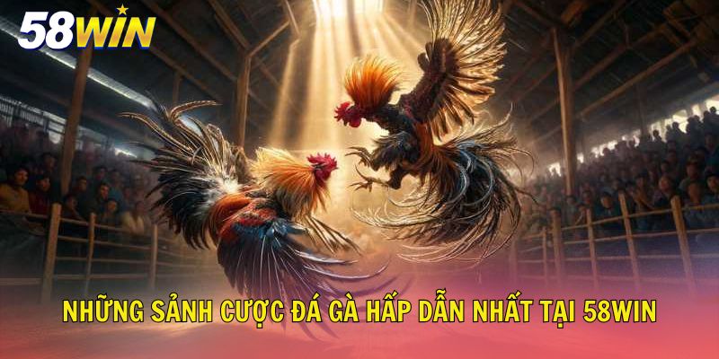 Đá Gà 58Win – Nơi Trực Tiếp Các Trận Chọi Kê Huyền Thoại